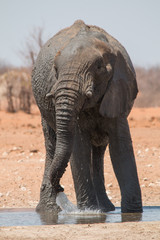 Fototapeta na wymiar Elephants at the waterhole in the Etosha national park, Namibia, Africa