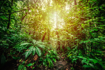 Fototapeta na wymiar Basse Terre jungle in Guadeloupe