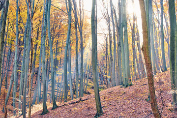 Sunbeams illuminating falling leaves in the magical autumn forest in Óbánya, Hungary