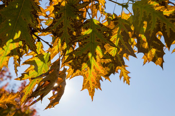 yellowed leaves of trees