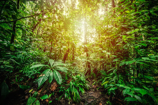 Fototapeta Basse Terre jungle in Guadeloupe