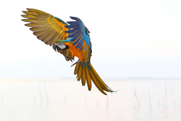 Beautiful parrot flying in the sky, Freedom concept