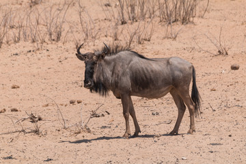 Blue wildebeests in the shrubland, Etosha national park, Namibia, Africa