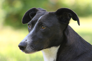 dog close up brown black and white dog