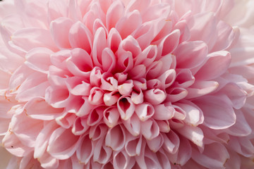 Fototapeta premium Pink Chrysanthemum flower head macrophotography