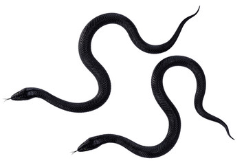 Black Snakes with Green Eyes isolated on White Background. 3D illustration