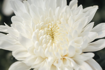 White Chrysanthemum flower head macrophotography