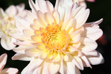 Obraz na płótnie Canvas White Chrysanthemum flower head macrophotography