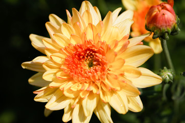 Yellow Chrysanthemum flower head macrophotography