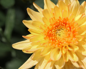 Yellow Chrysanthemum flower head macrophotography