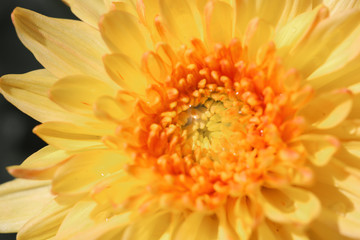 Yellow Chrysanthemum flower head macrophotography