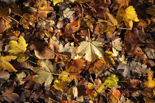 Tapis de feuilles