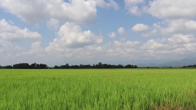 Left to right pan on blue  green paddy field under beautiful blue sky with amazing clouds