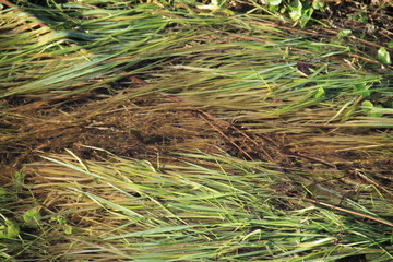 Herbes dans le ruisseau