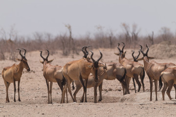Naklejka na ściany i meble A herd of red hartebeest, Etosha national park, Namibia, Africa