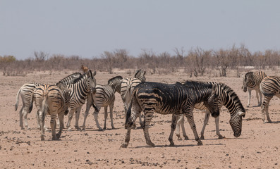 Fototapeta na wymiar Rare black plains zebra in the Etosha park, Namibia, Africa