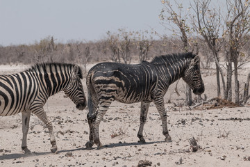 Fototapeta na wymiar Rare black plains zebra in the Etosha park, Namibia, Africa