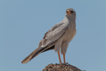 Pale chanting goshawk on a branch, Namibia, Africa
