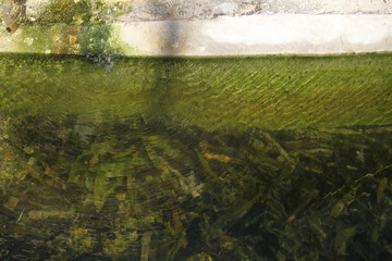 Feuilles au fond du bassin