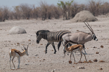 Fototapeta na wymiar Oryx ant other animals in the shrubland, Etosha national park, Namibia, Africa 