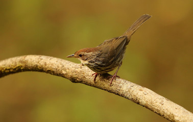 Puff Throated Babbler, Pellorneum ruficeps, Ganeshgudi, Karnataka, India