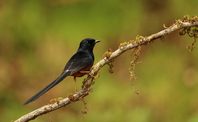 White Rumped Shama, Copsychus malabaricus, Ganeshgudi, Karnataka, India