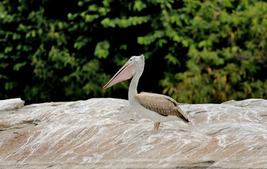 Spot Billed Pelican, Pelecanus philippensis, Ranganathittu Bird Sanctuary, Karnataka, India