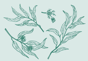 Set of eucalyptus branches on white background. Hand drawn botanical illustration with green contour lines in vector. Monochrome floral elements fot textile and wallpaper.