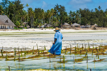 Women harvest the seaweed for soap, cosmetics and medicin on a sea plantation in traditional dress, island Zanzibar, Tanzania, Africa © OlegD