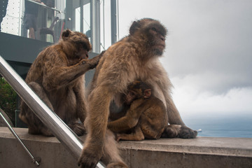 Familia de monos con bebe amamantando en gibraltar