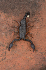 Heterometrus, Heterometrus xanthopus, Scorpions, Bapdev Ghat, Saswad, Maharashtra