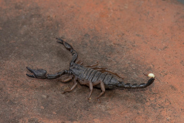 Heterometrus, Heterometrus xanthopus, Scorpions, Bapdev Ghat, Saswad, Maharashtra