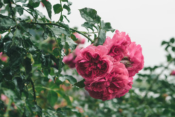 Bush of beautiful garden pink roses in raindrops in the park, close up,  soft focus