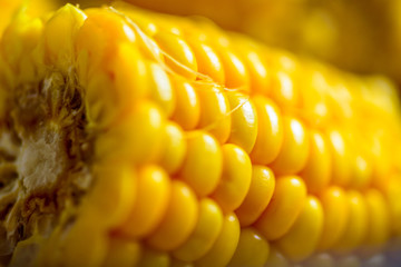 Corn on the cob in a bowl cooked