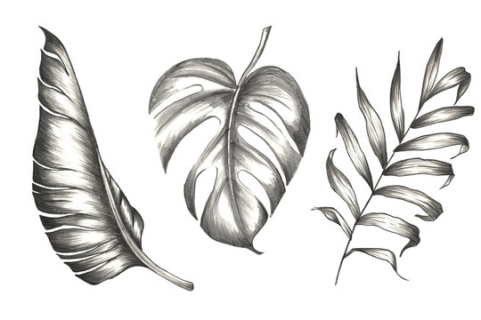 Set of palm and banana leaves with tropical flowers. Tropical design in pencil.