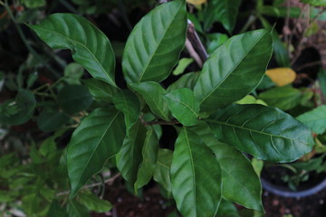 greenleaves nature texture light beautiful