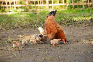 Mother hen and chicks, Assam, India