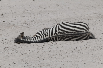 Plains zebra in the Etosha park, Namibia, Africa
