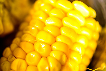 Corn on the cob in a bowl cooked. closeup view