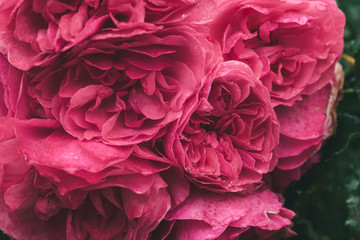 Branch of beautiful garden pink roses in raindrops in the park,  close up, soft focus