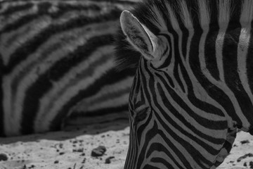 Fototapeta na wymiar Plains zebra in the Etosha park, Namibia, Africa