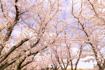 桜が満開　厚田村