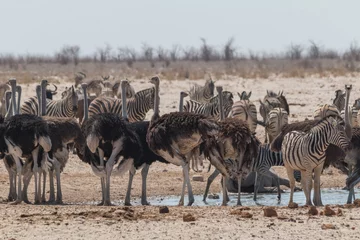 Fotobehang Burchells zebras and common ostrich at the waterhole, Etosha national park, Namibia, Africa © Tim on Tour