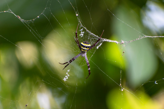 Closeup photo of a big spider sitting on the web at the rain-forest