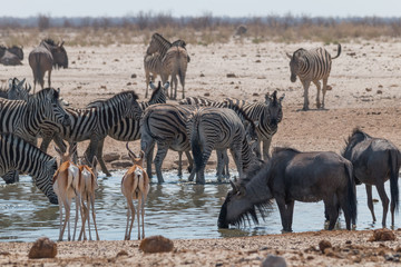 Fototapeta na wymiar Zebras and impalas and wildebeest at the waterhole, Etosha national park, Namibia, Africa