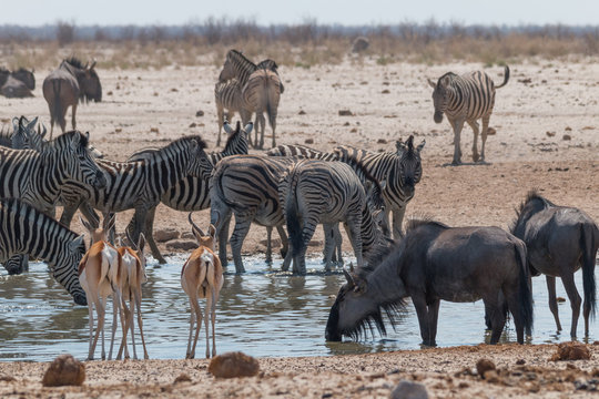 Zebras and impalas and wildebeest at the waterhole, Etosha national park, Namibia, Africa - Powered by Adobe