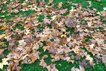 Autumn leaves on green lawn.