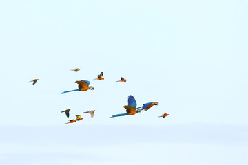 Colorful flock of parrot flying in the sky, Freedom concept