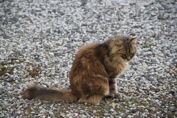 chats qui jouent