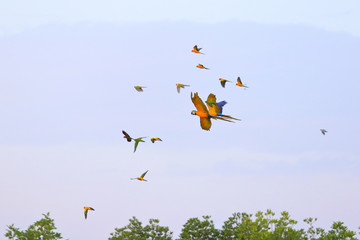 Colorful flock of parrot flying in the sky, Freedom concept